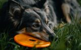 Comment rendre votre chien heureux avec des jeux et de l'exercice