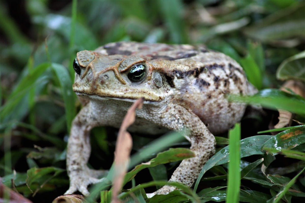 crottes de crapaud