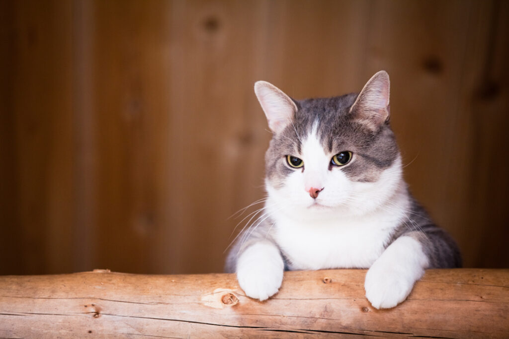 quel nom pour un chat male