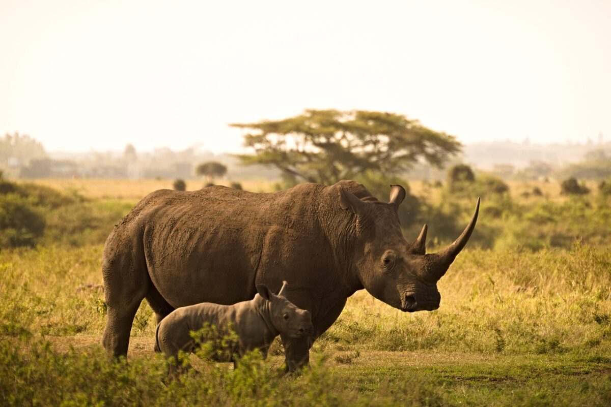 rhinocéros d'Afrique