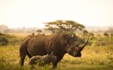 rhinocéros d'Afrique